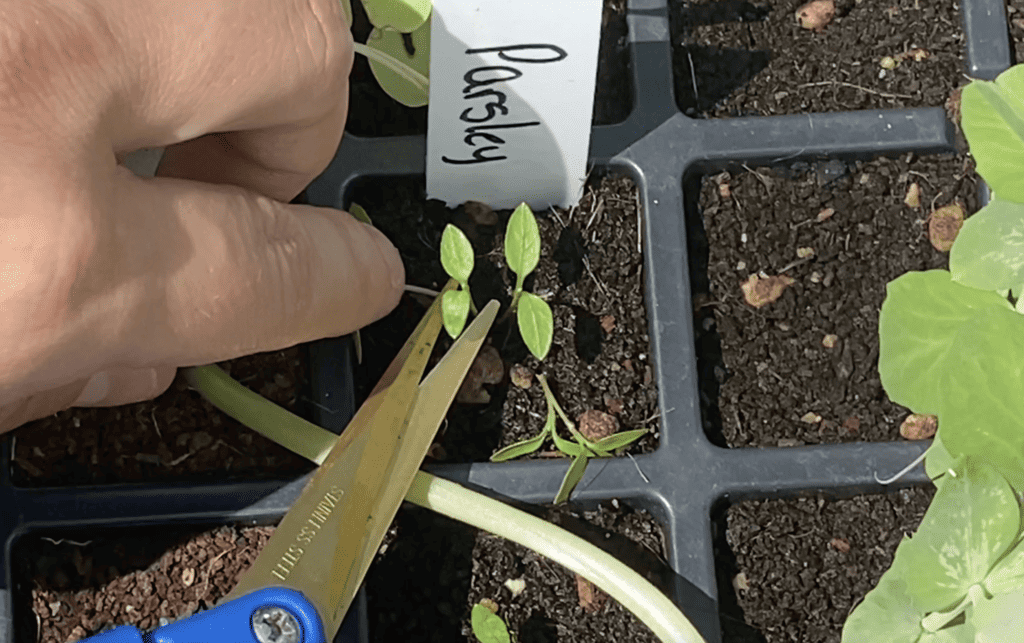 thinning seedlings